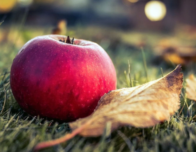 Apfelbaum Florina , auf  A2, Cont. 5l