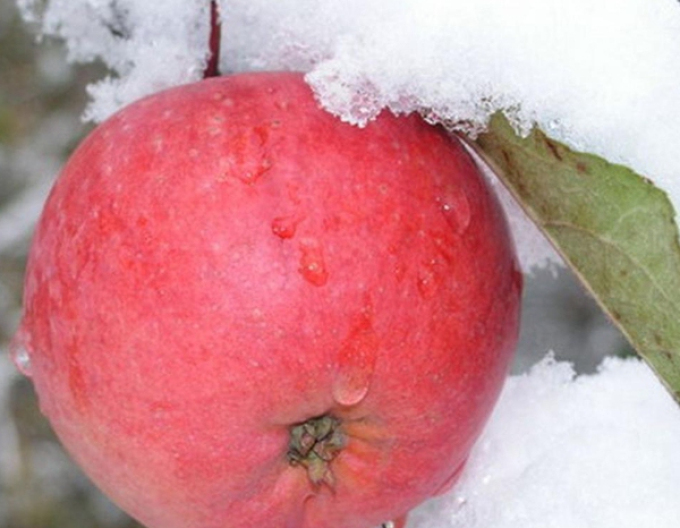 Winterapfel Fuji, auf A2, wurzelnackt