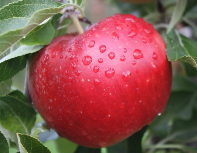 Apfel Idared, auf MM106, Cont. 5l