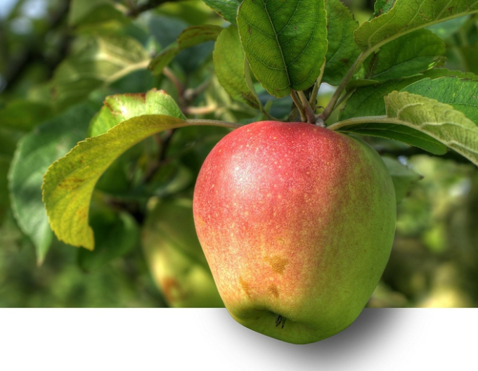 Apfel Pinova, auf  A2, wurzelnackt