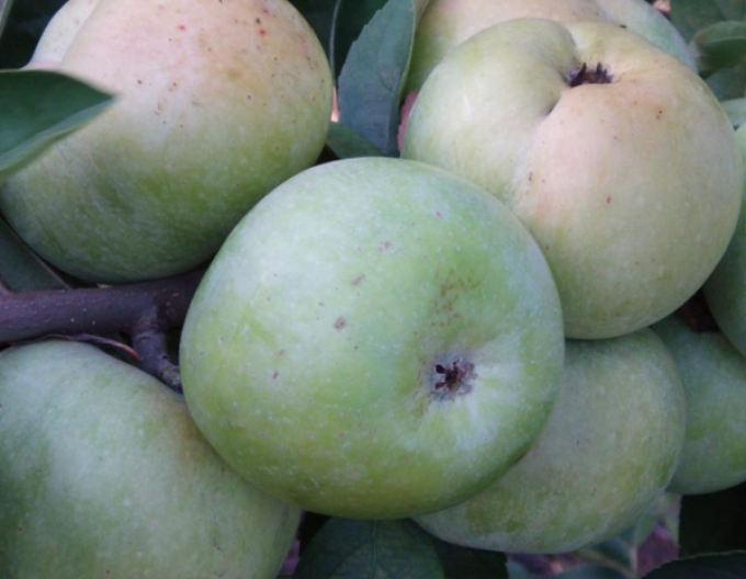 Apfel Weißer Klarapfel, auf M9, Cont. 5l