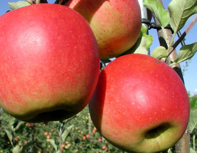 Apfel Prima auf A2, wurzelnackt