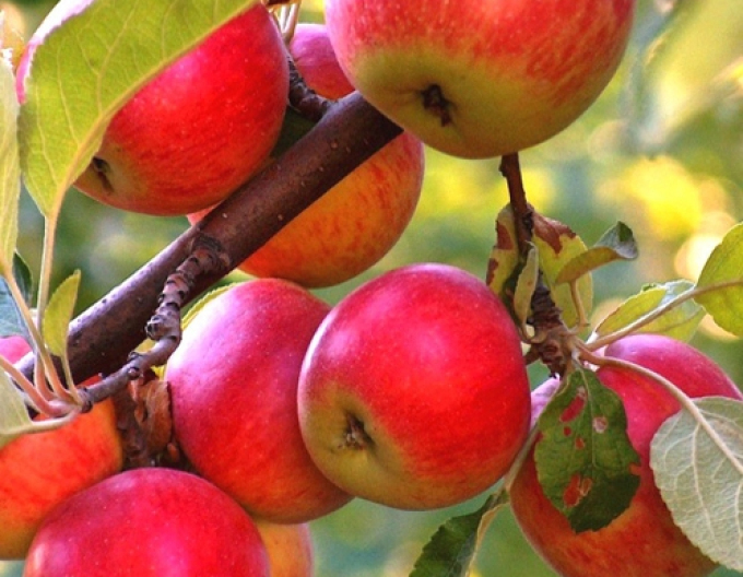 Winterapfel Rubinola, auf A2, wurzelnackt