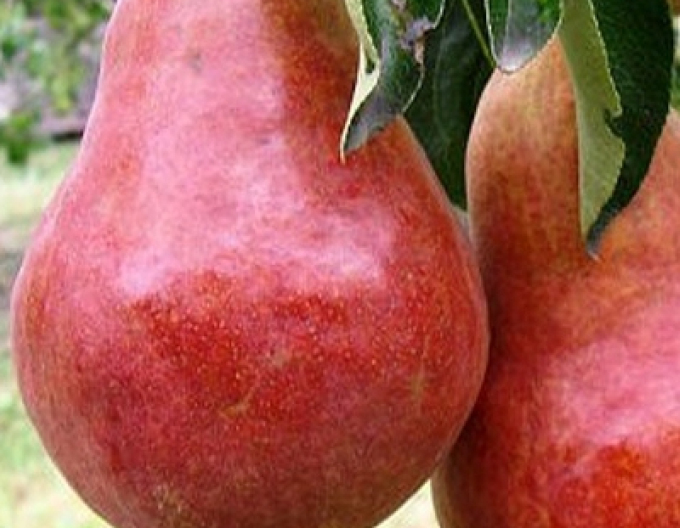 Birne Williams Rot auf Sammling, Cont. 5l