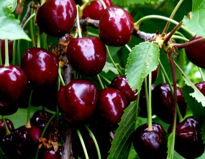 Kirsche Burlat auf Mahalebka, wurzelnackt