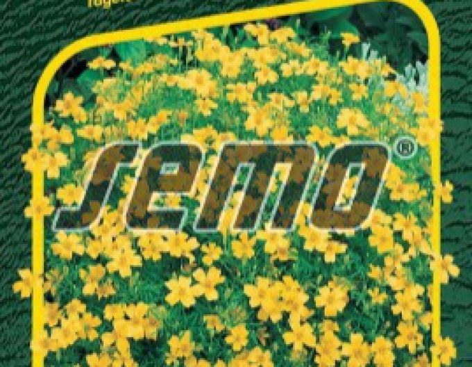 Semo Tagetes Yellow