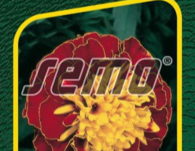Semo Tagetes Harmony Boy