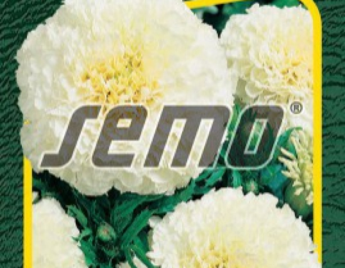 Semo Tagetes Kilimanjaro White