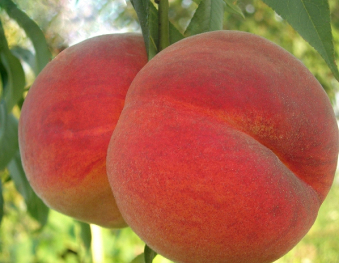 Pfirsich Redhaven, auf GF677,  wurzelnackt