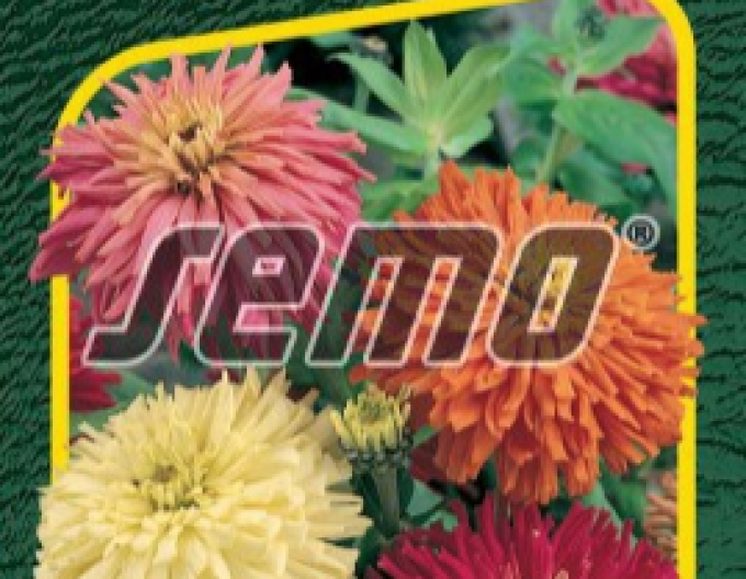 Semo Zinnie Kaktus Mix