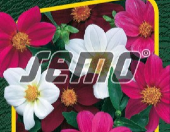 Semo Dahlie Mardi Gras