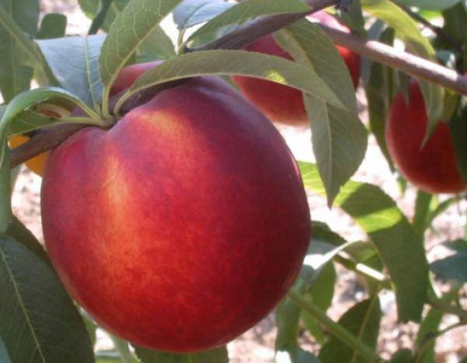 Nektarine Venus auf GF677, wurzelnackt