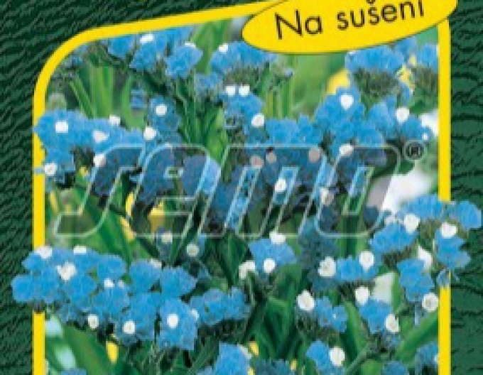 Semo Limonium Blue