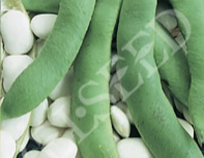 Zelseed Stangenbohne  Albena