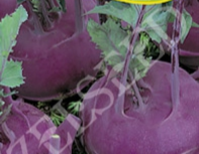 Zelseed Kohlrabi Blanquette