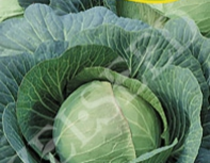 Zelseed Weißkohl  Pourovo Polopozdní