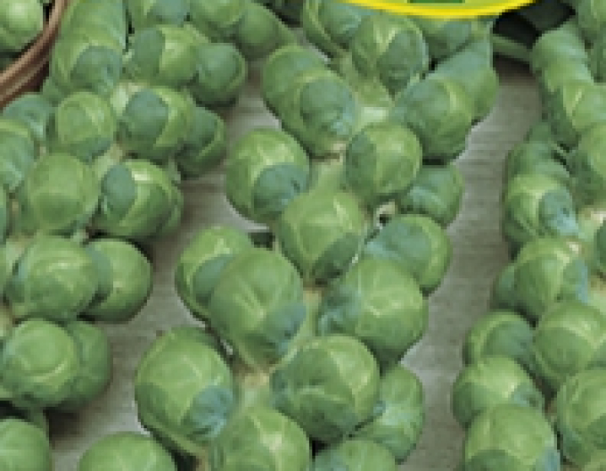 Semo Wirsing Casiopea