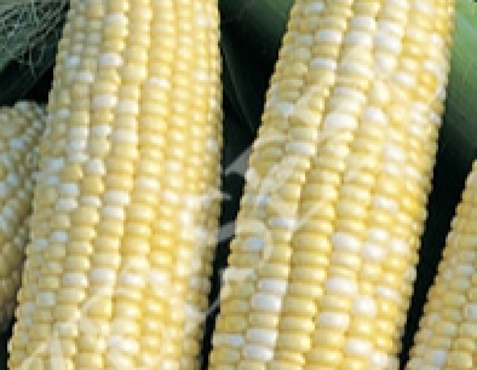 Zelseed Zuckermais Alida F1