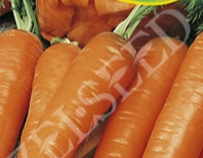 Zelseed Karotte Stupicka