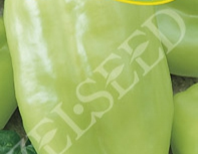 Zelseed Paprika Nova