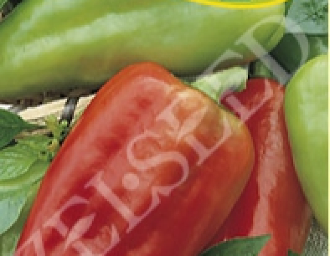 Zelseed Paprika Petra