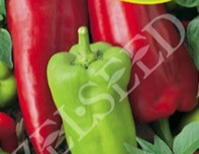 Zelseed Paprika Tonka