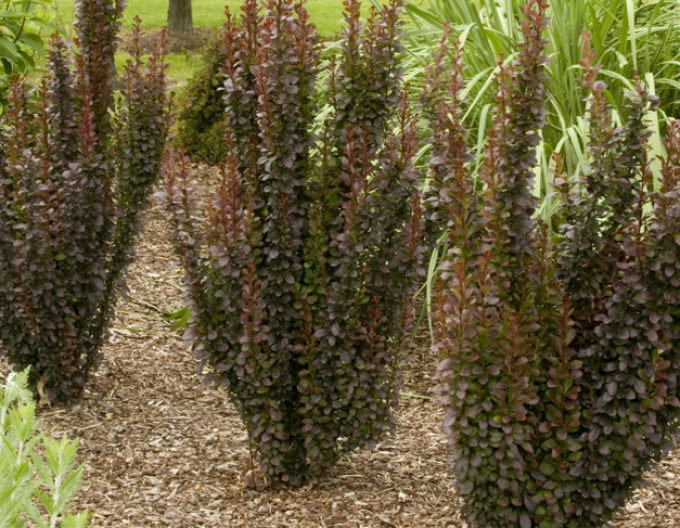 Thunbergs Drache "Rote Rakete"