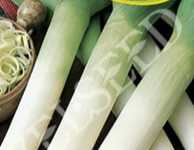 Zelseed Lauch  Starozagorski Kamuš