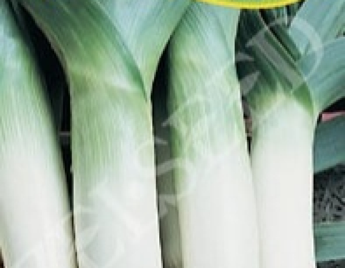 Zelseed Lauch  Leonard