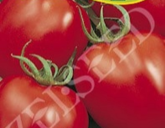 Zelseed Buschtomate Denarius