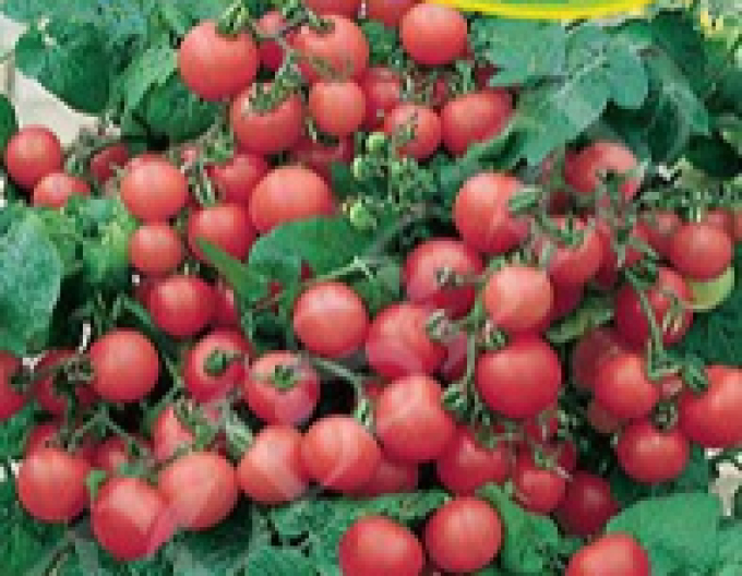 Zelseed Balkontomate Balkonzauber