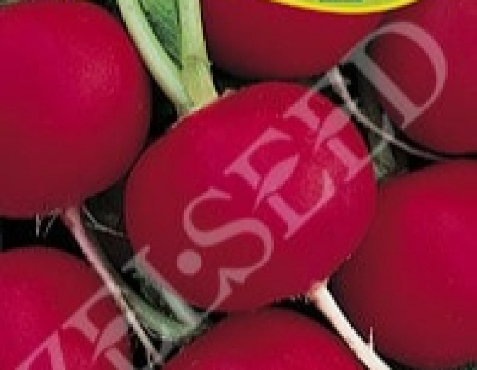 Zelseed Radieschen Rhodos