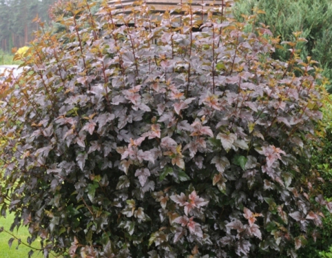 Fasanenspiere Red Baron