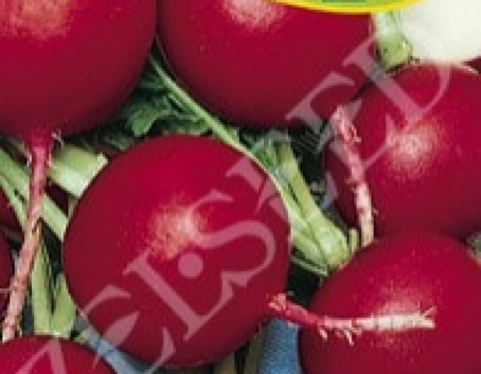 Zelseed Radieschen Katka