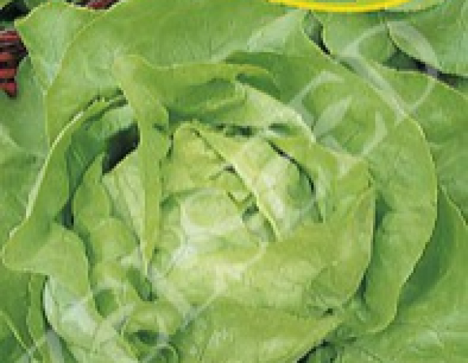 Zelseed Kopfsalat  Sapphire