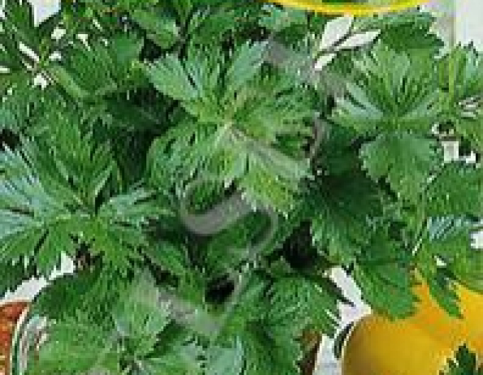 Zelseed Bleichsellerie ´Fein´