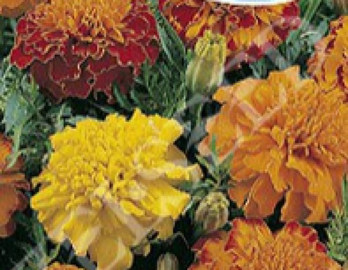 Zelseed Aksamietnica niedrig Mix