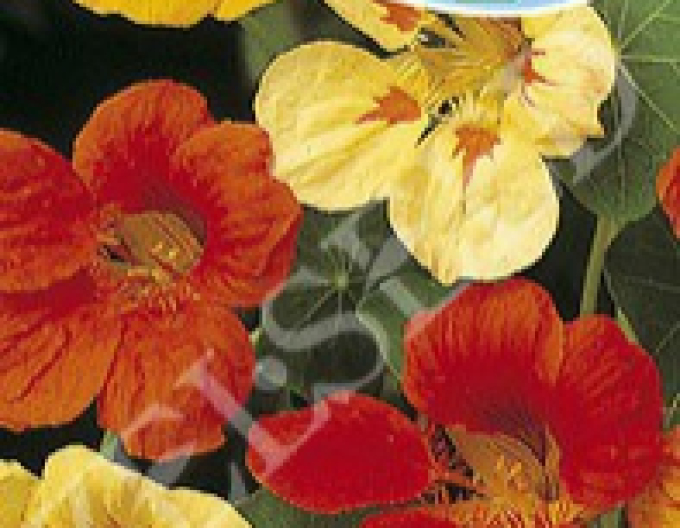 Zelseed Kapuzinerkresse Mix