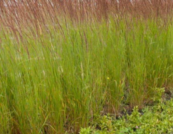 Reitgras Karl Foerster 1,5l