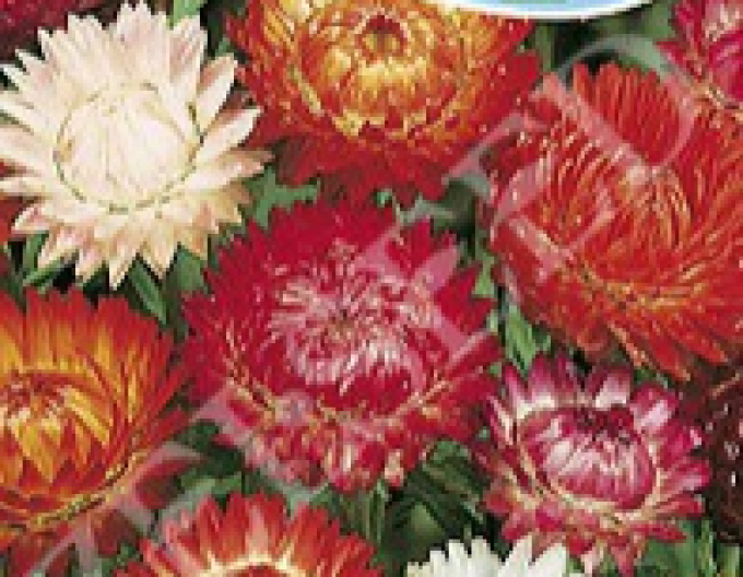 Zelseed Strohblume groß Mix