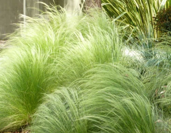 Federgras ´Pony Tails´