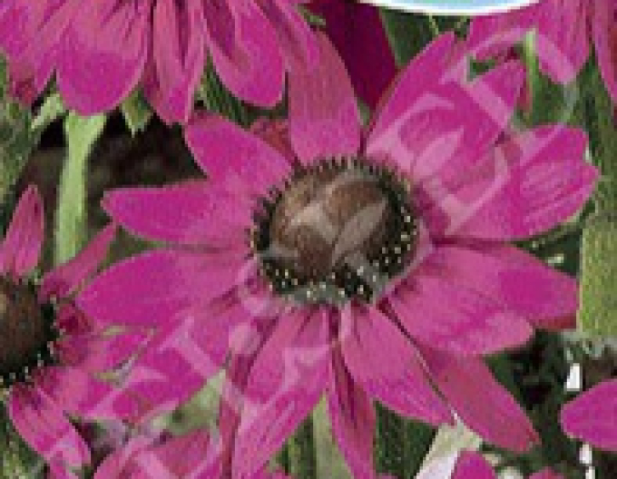 Zelseed Rudbeckia Rosa