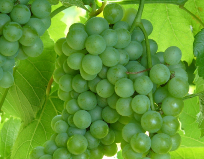 Tafeltraube Diamant, 2l