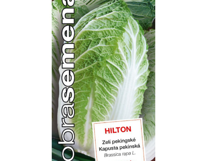 Dobrá semená Pekingkohl Hilton
