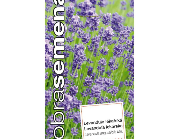 Dobrá semená  Lavendel