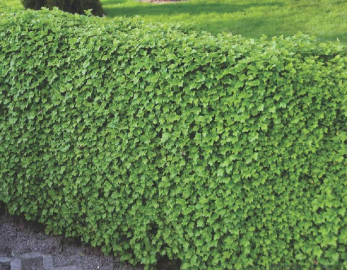 Alpenjohannisbeere Green Mood