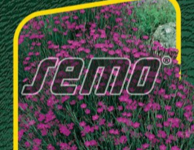 Semo Nelke Maiden Pink