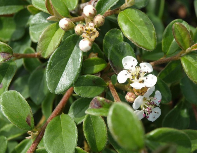 Kriechmispel Skogholm