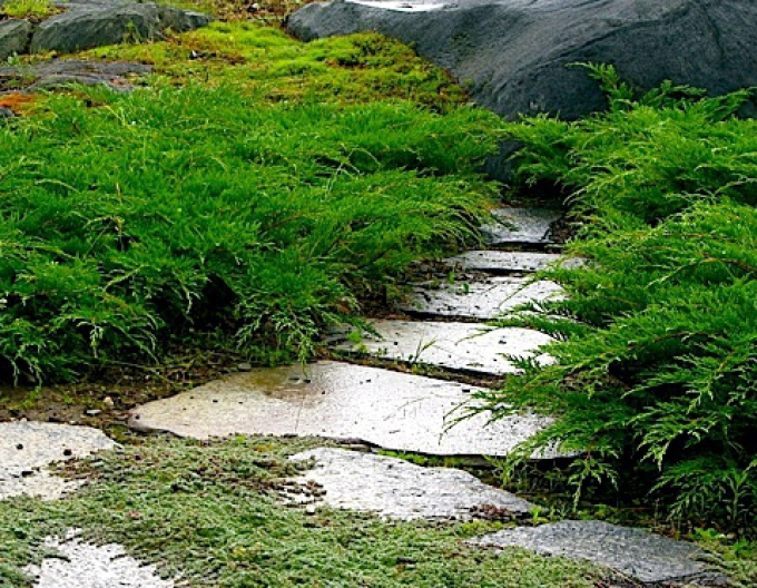 Sibirischer Wacholder Microbiota