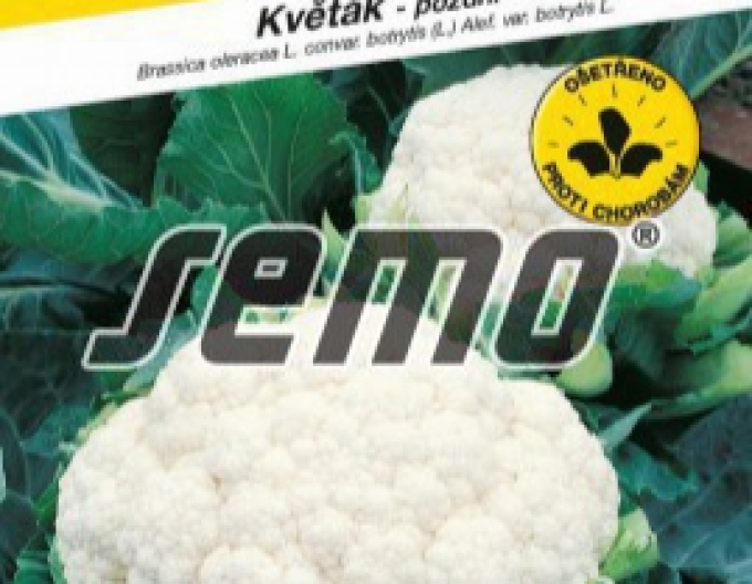 Semo Blumenkohl Snow Lady